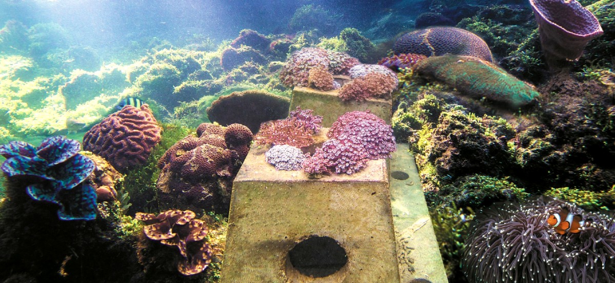 The Andaman in Langkawi aims to preserve sea cucumbers and corals in