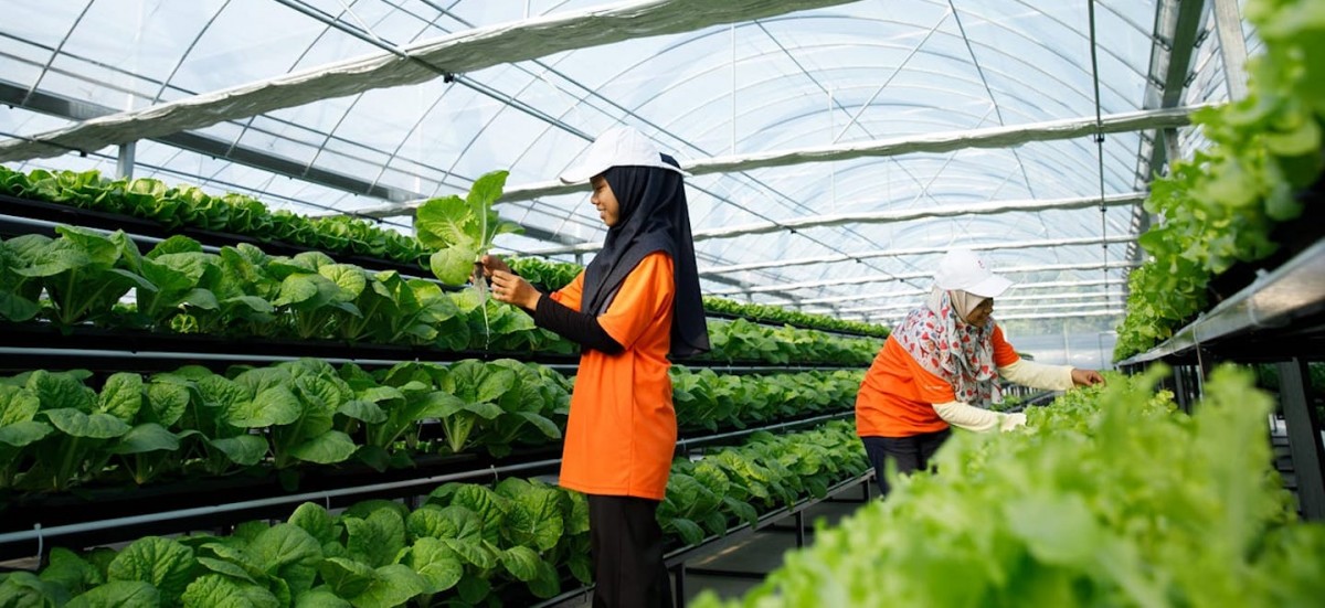 Local vegetable delivery services stuck with fresh produce they can no